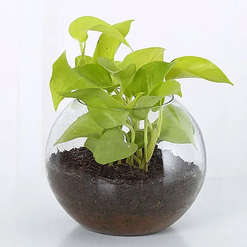  money plant gift ideas